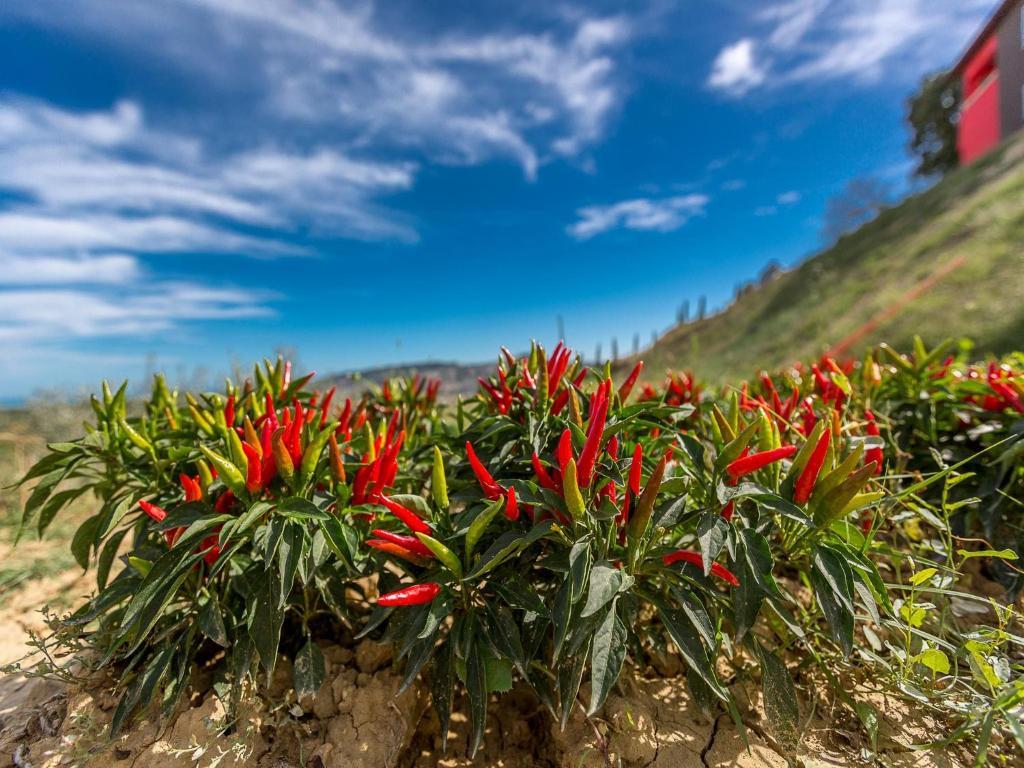 Agriturismo Il Sapore Della Luna Monteprandone Kültér fotó