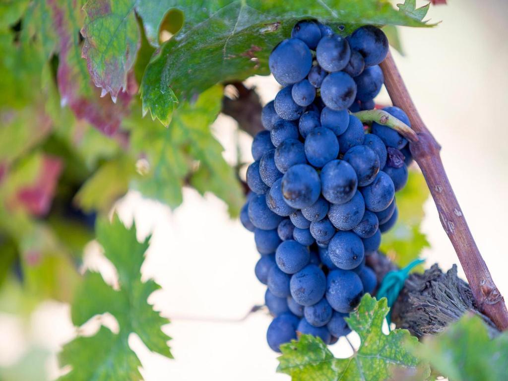 Agriturismo Il Sapore Della Luna Monteprandone Kültér fotó